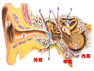 �ж��׵�֢״������